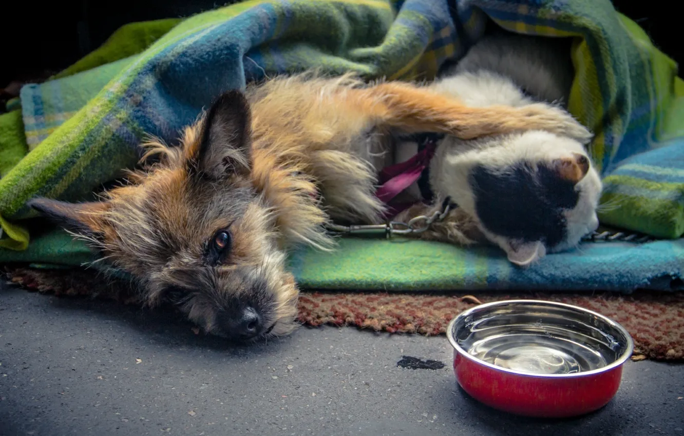 Photo wallpaper cat, love, together, dog, lies, blanket, bowl