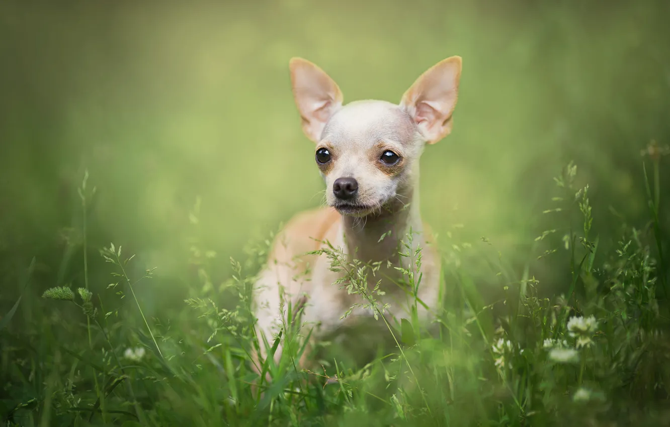 Photo wallpaper grass, look, nature, portrait, dog, white, dog, green background