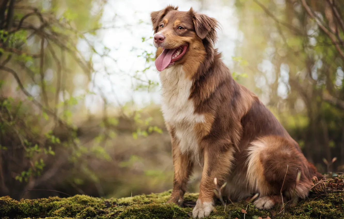 Photo wallpaper look, each, dog