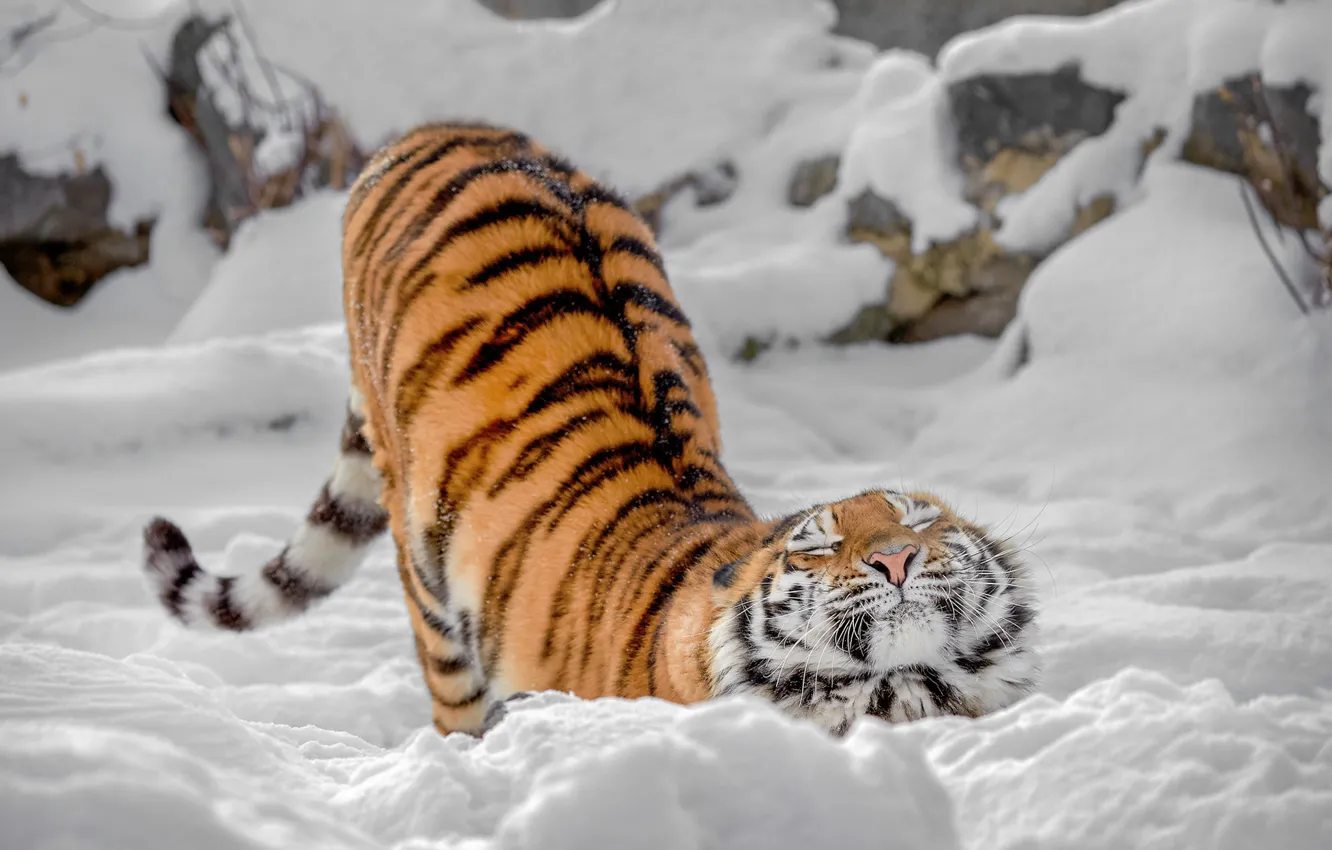Photo wallpaper winter, snow, wild cat, tigress, potyagushki