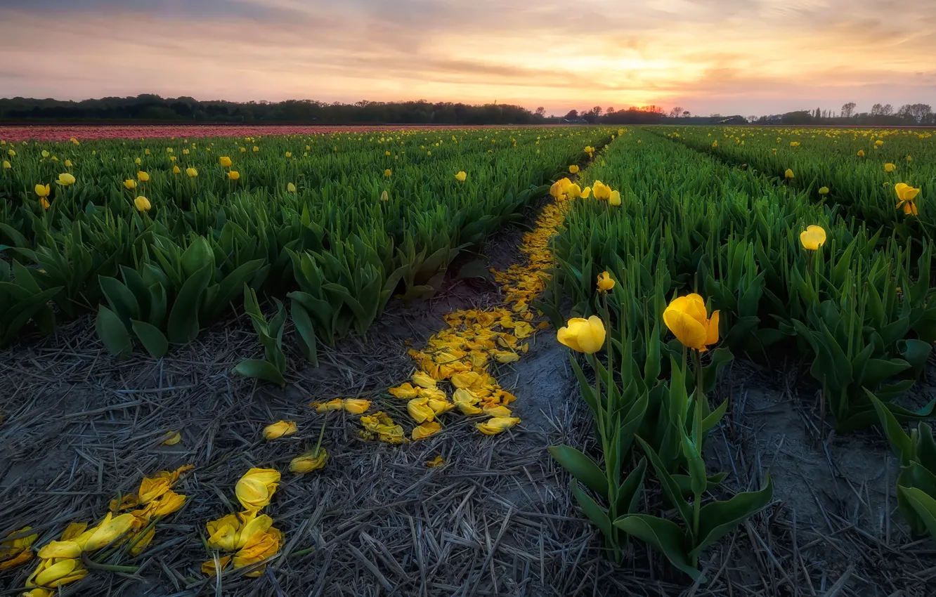 Photo wallpaper field, the sky, sunset, flowers, yellow, tulips, a number, plantation