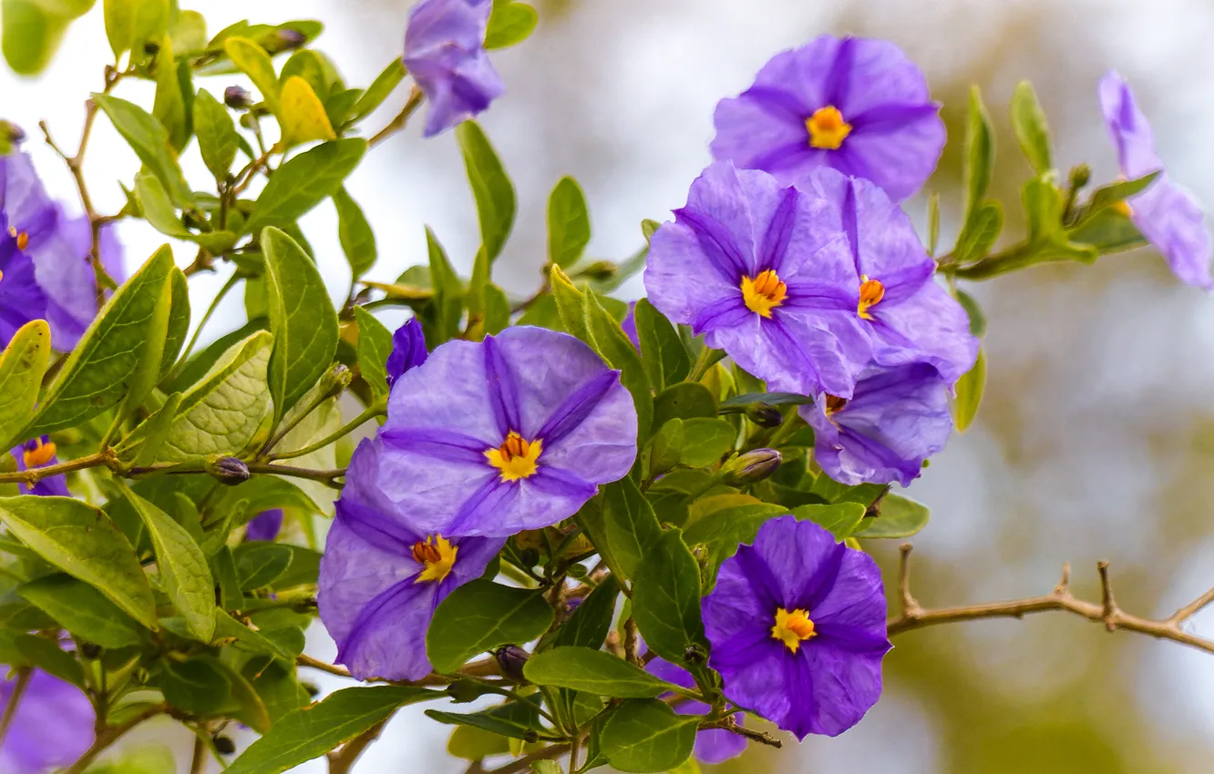Photo wallpaper greens, leaves, flowers, branches, flowering, lilac, shrub, liciantes