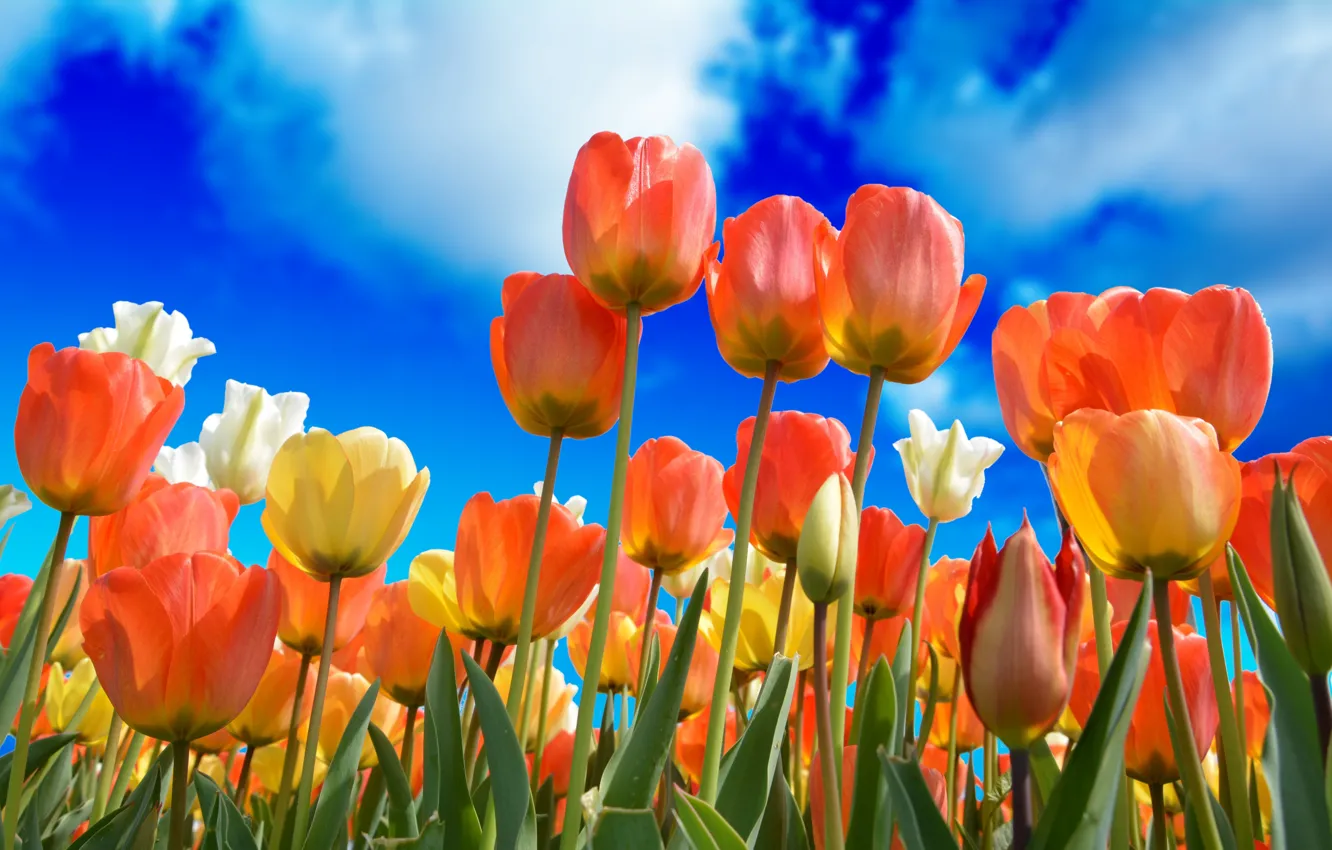 Photo wallpaper the sky, clouds, flowers, blue, yellow, tulips, red, white