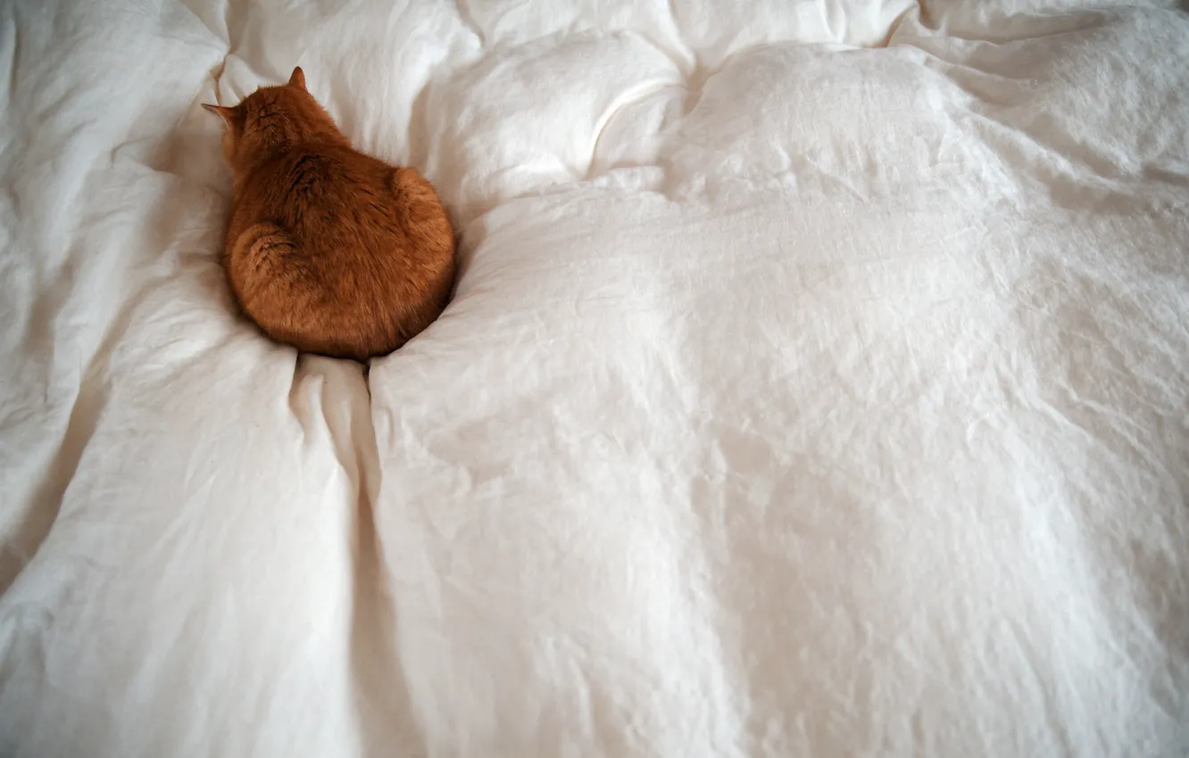 Photo wallpaper cat, lies, red