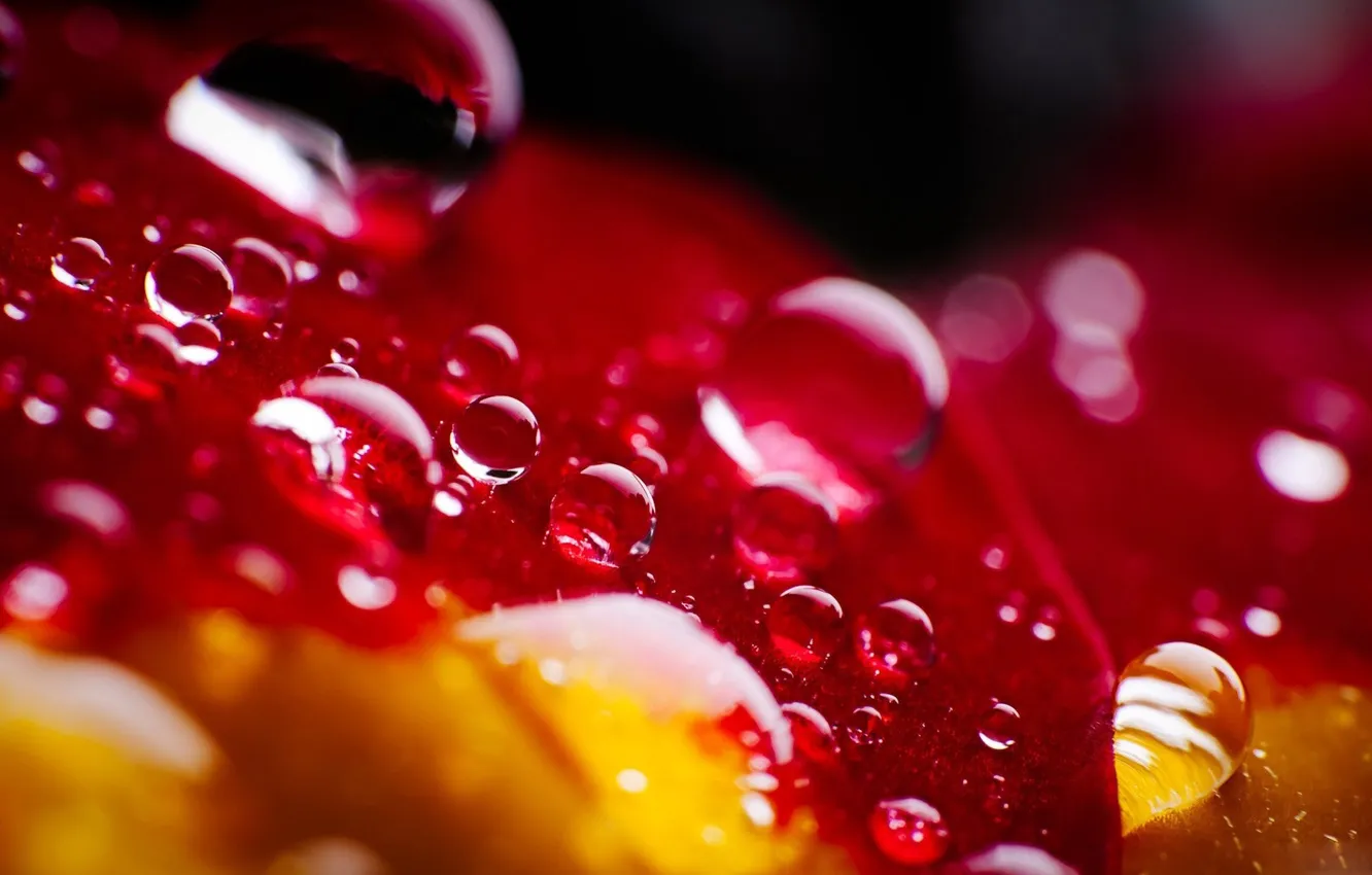 Photo wallpaper drops, macro, flowers