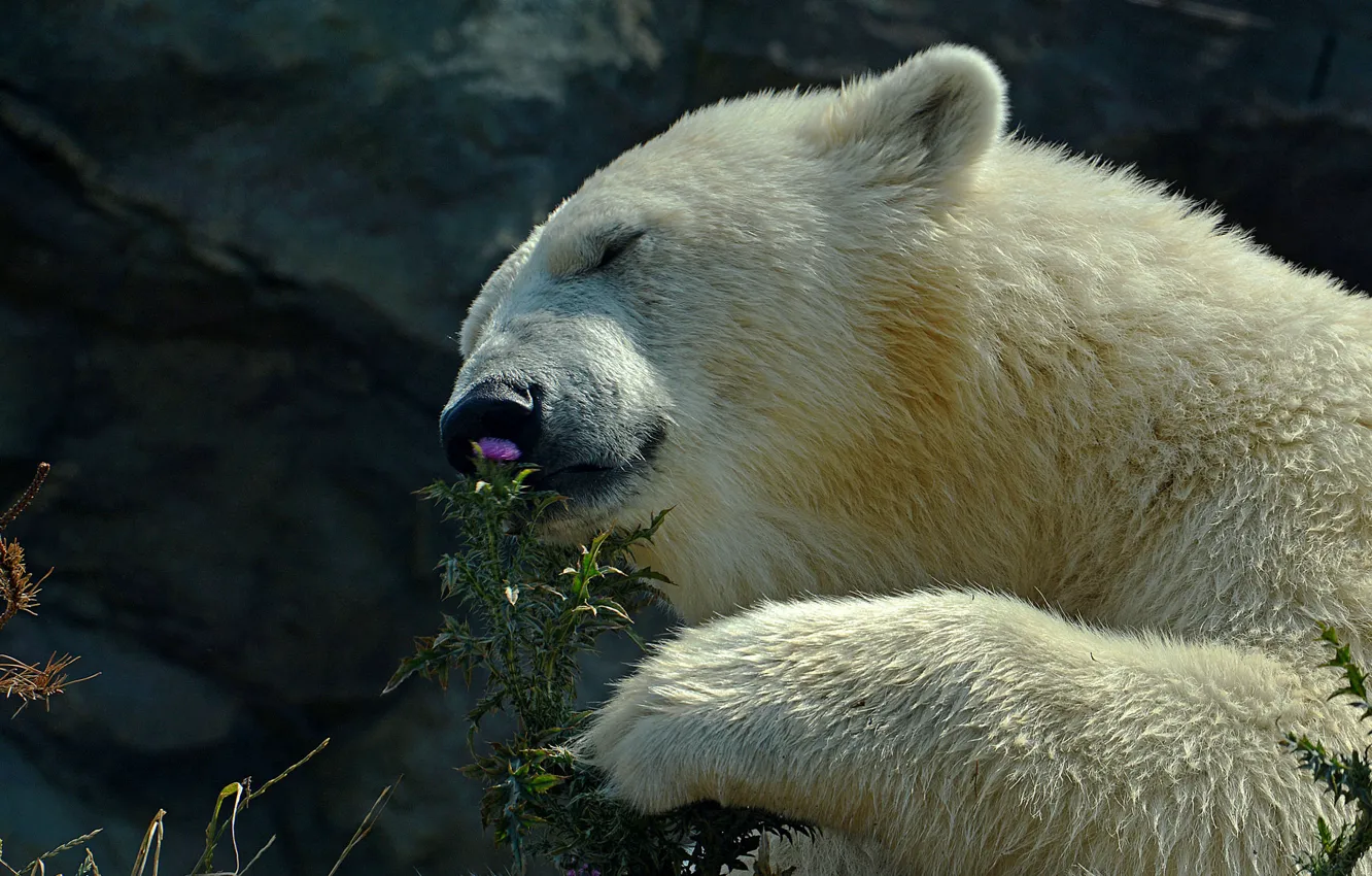 Photo wallpaper bear, polar bear, Thistle