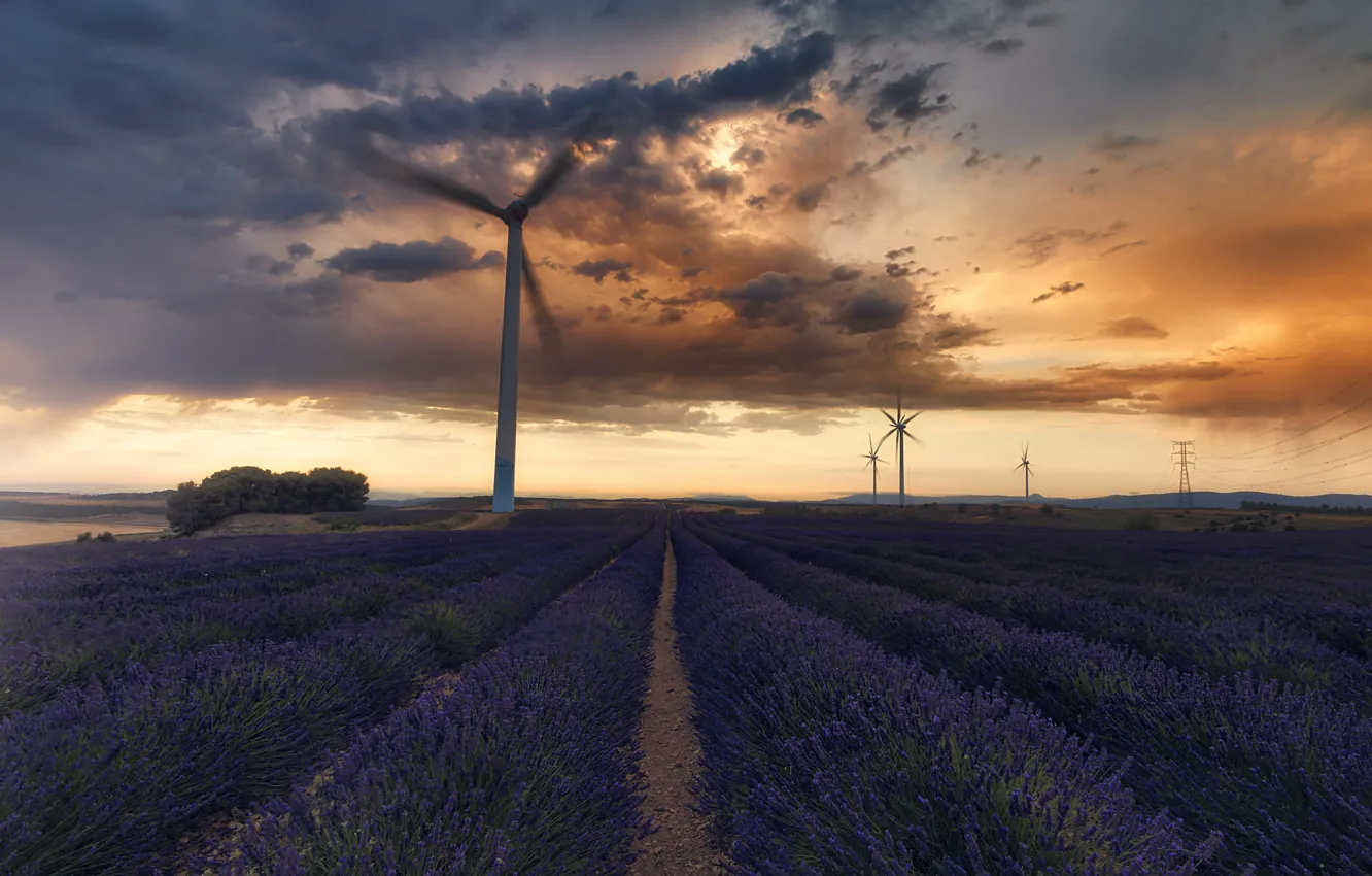 Photo wallpaper Spain, Navarre, Olite/Olite, Lavender Field