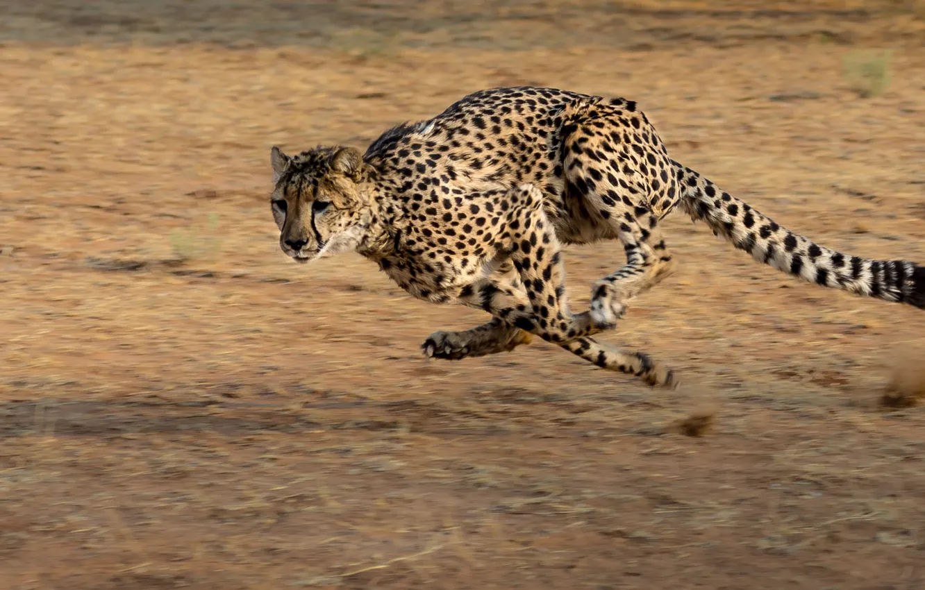 Photo wallpaper cat, animal, Cheetah, Namibia, Africa, run, big cat, hunt