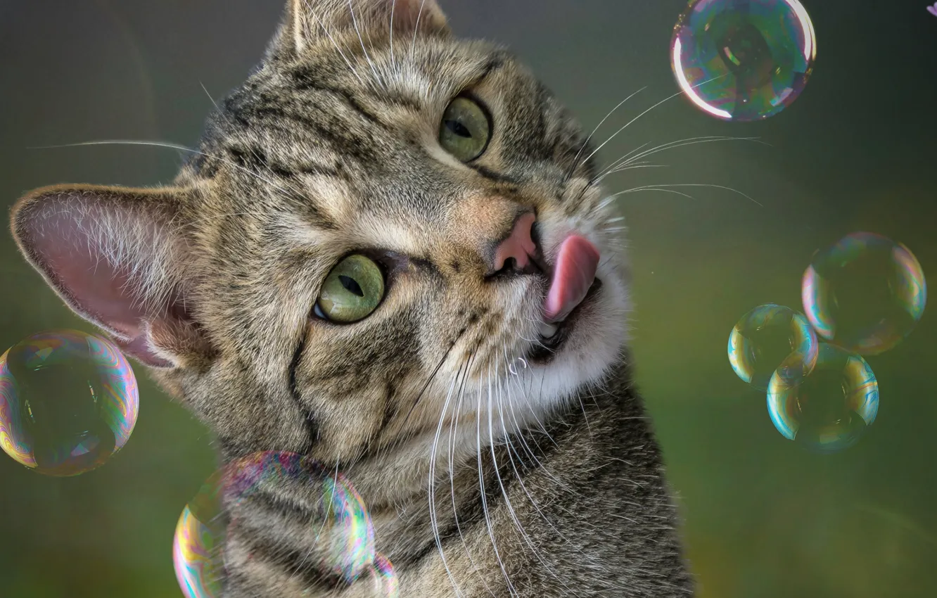 Photo wallpaper cat, cat, bubbles
