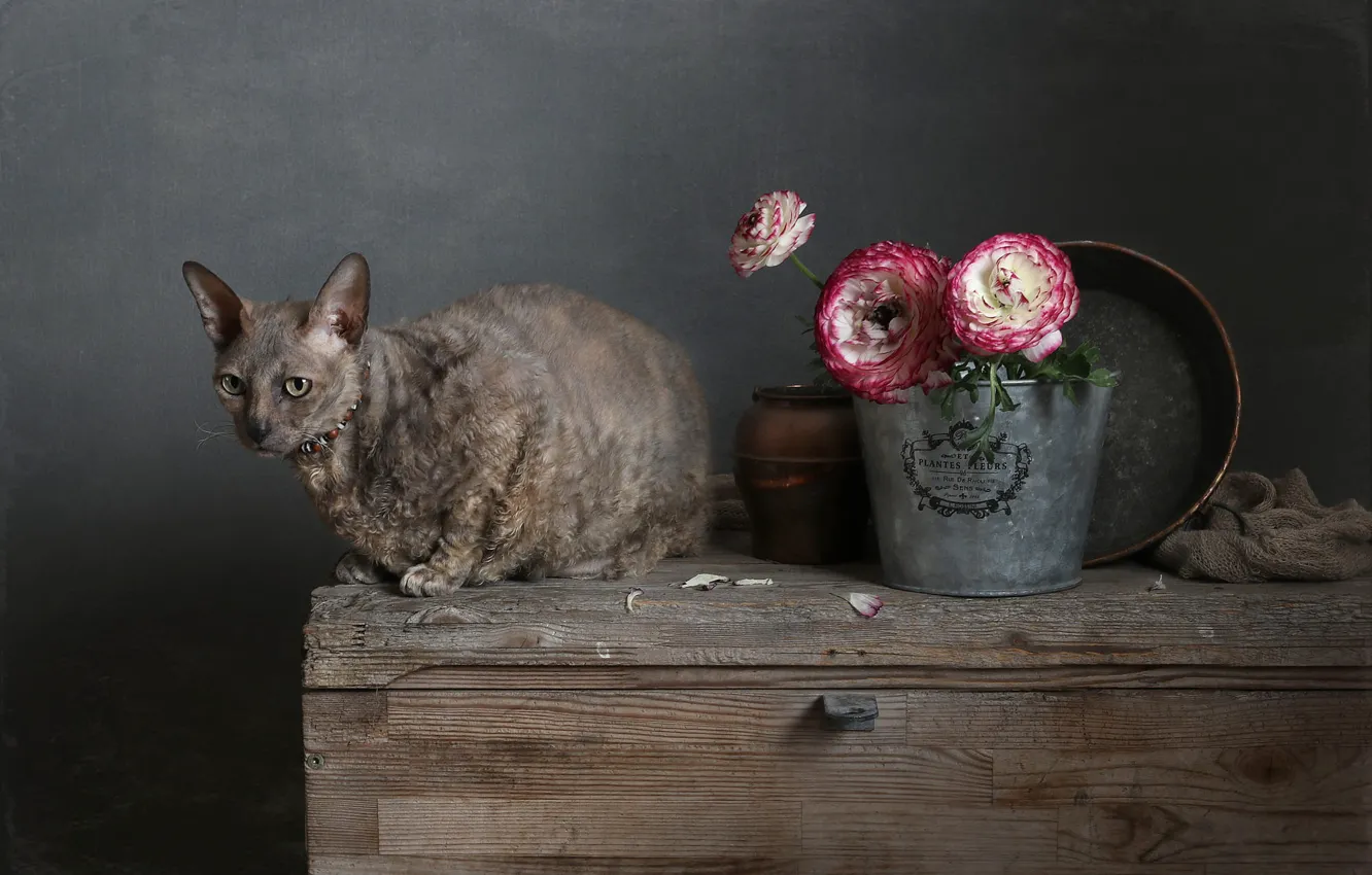 Photo wallpaper cat, cat, look, flowers, grey, Board, bouquet, bucket