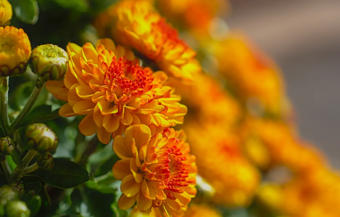 Photo wallpaper close-up, buds, chrysanthemum, blurred background