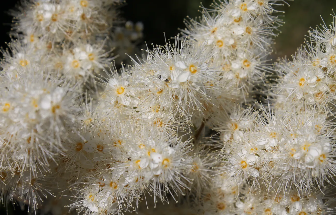 Photo wallpaper summer, the bushes, a Fieldfare, white flowers