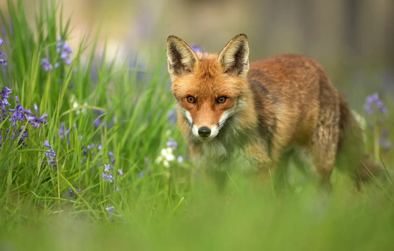 Photo wallpaper look, flowers, Fox, walk, face