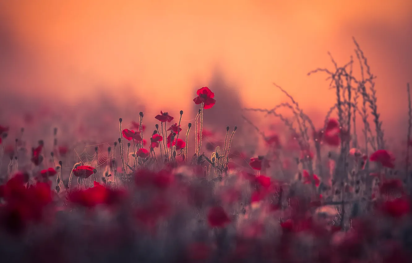 Photo wallpaper field, summer, light, flowers, red, nature, glade, Mac