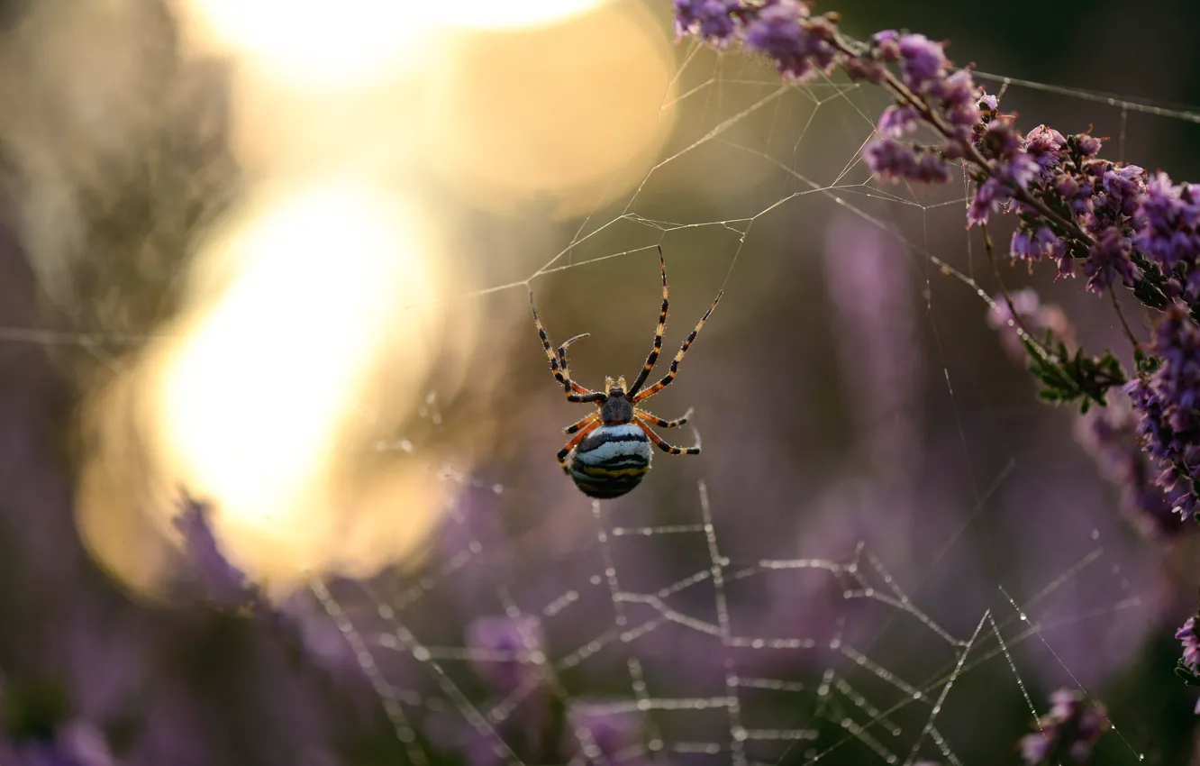 Photo wallpaper macro, web, spider, bokeh