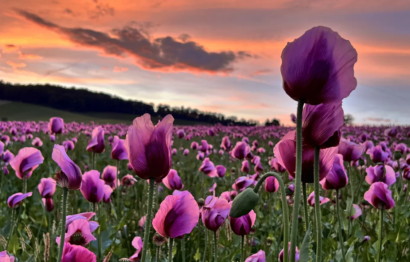 Photo wallpaper field, forest, summer, the sky, clouds, light, landscape, sunset