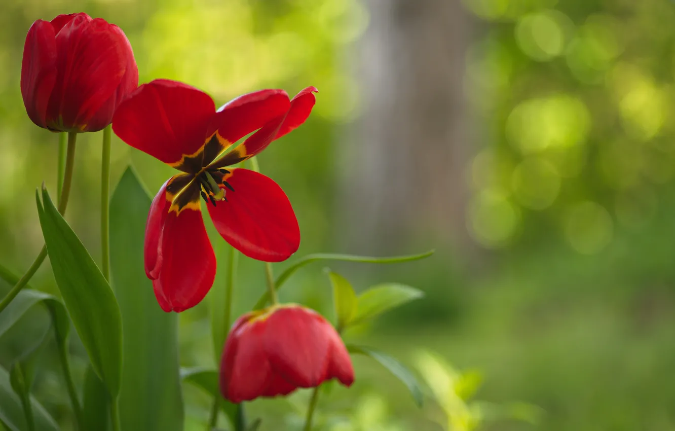 Photo wallpaper flowers, nature, spring, tulips, bokeh