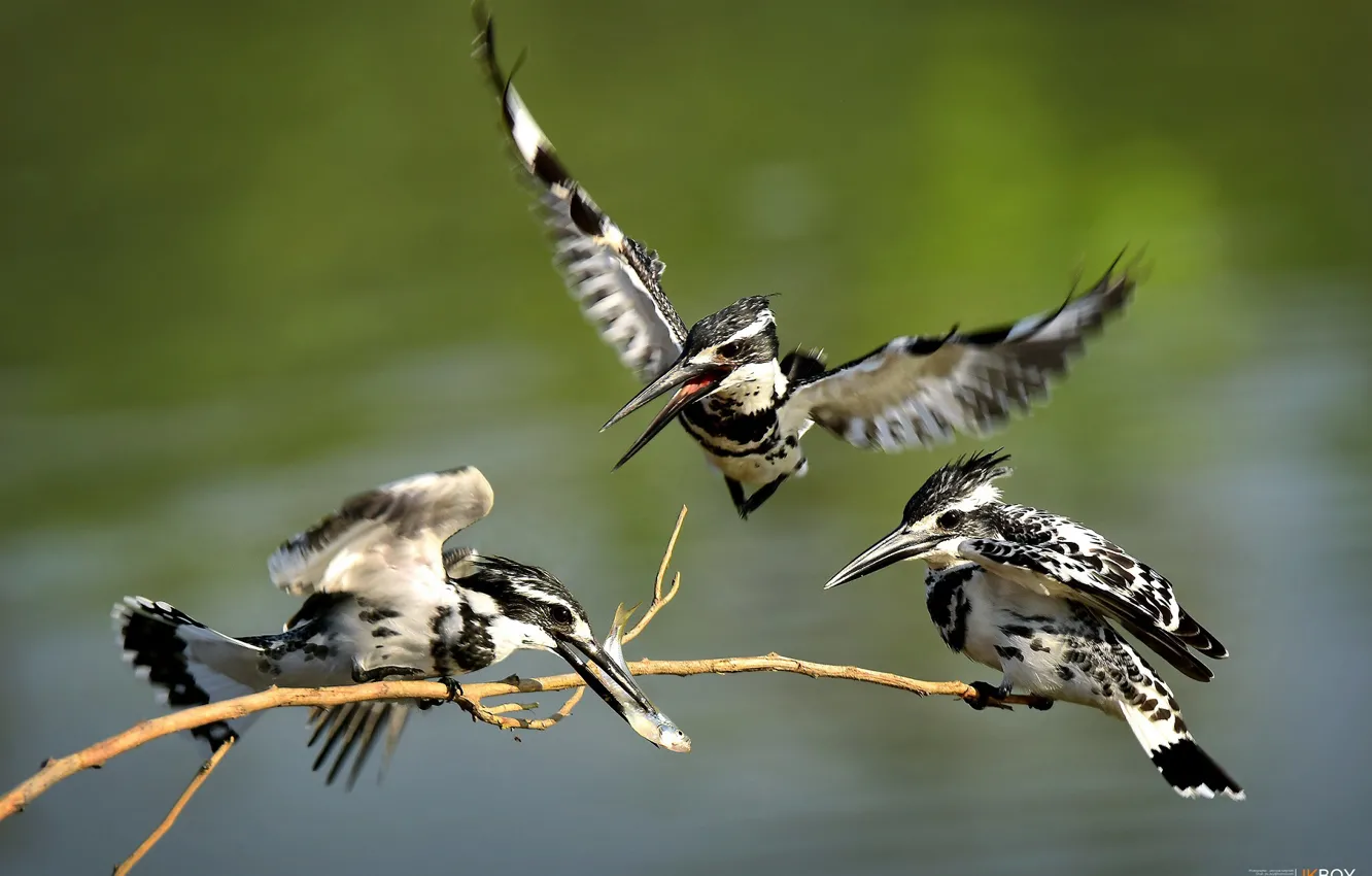 Photo wallpaper bird, trio, spotted, Kingfisher