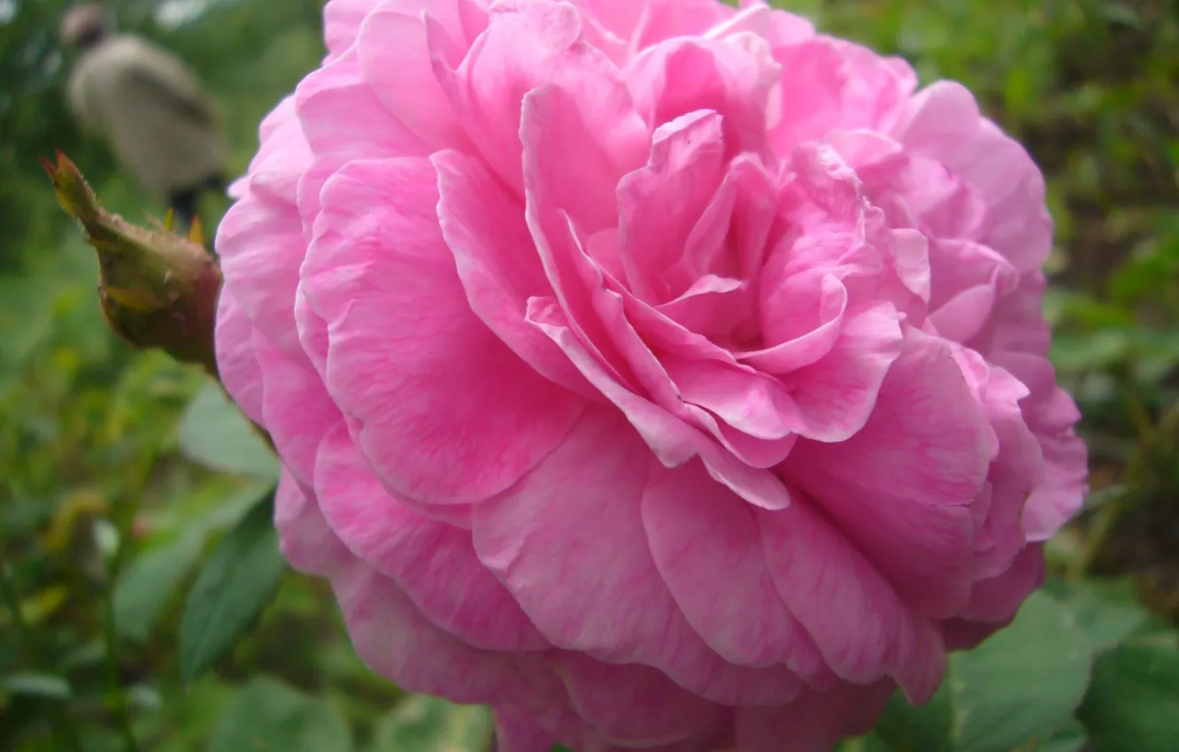 Photo wallpaper Rose, flowering, tea