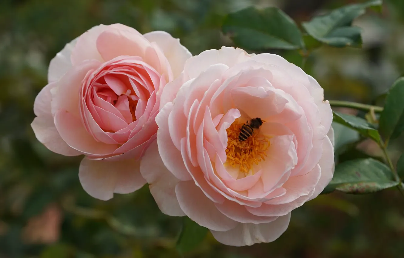 Photo wallpaper bee, pink, roses