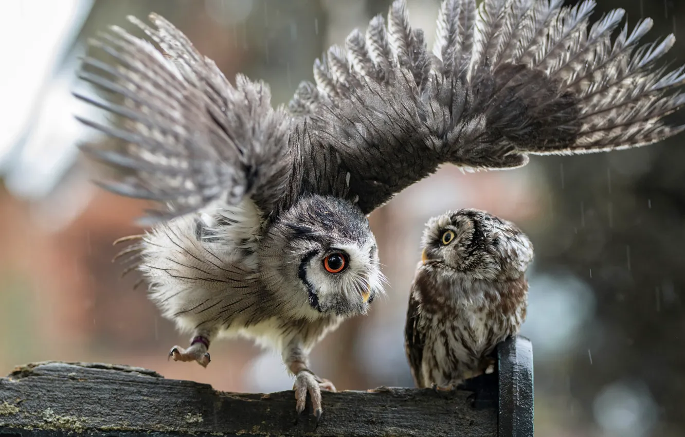 Photo wallpaper look, birds, background, rain, owl, two, wings, feathers