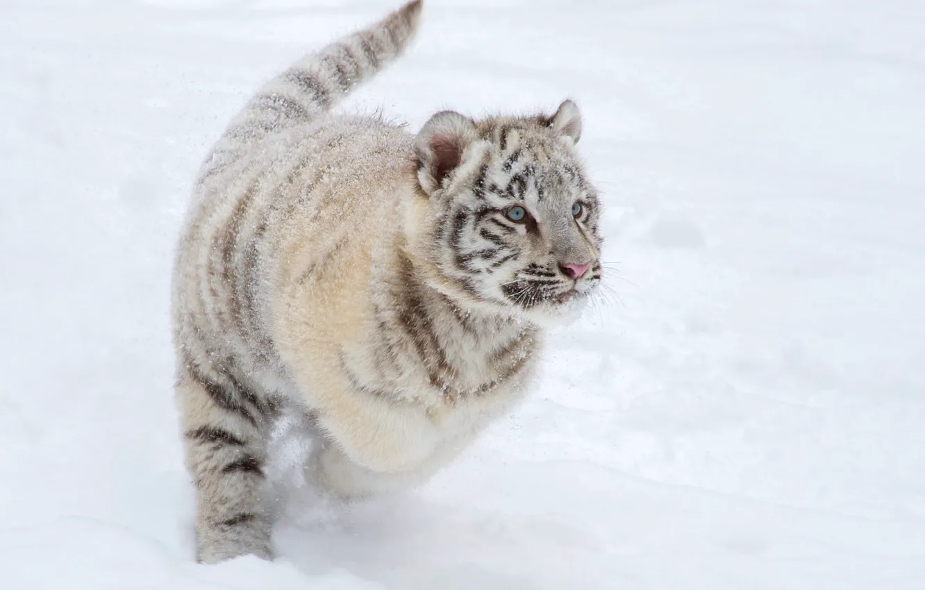 Photo wallpaper winter, white, look, snow, tiger, pose, jump, running