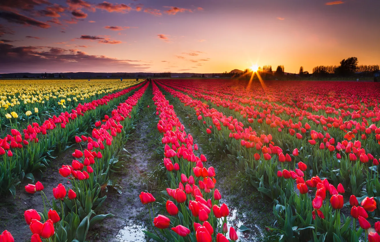 Photo wallpaper field, the sky, the sun, rays, trees, sunset, flowers, yellow