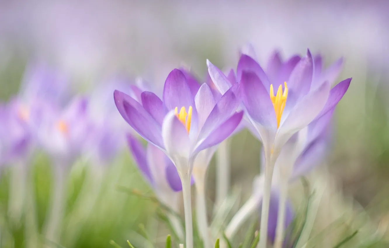 Photo wallpaper macro, flowers, spring, crocuses