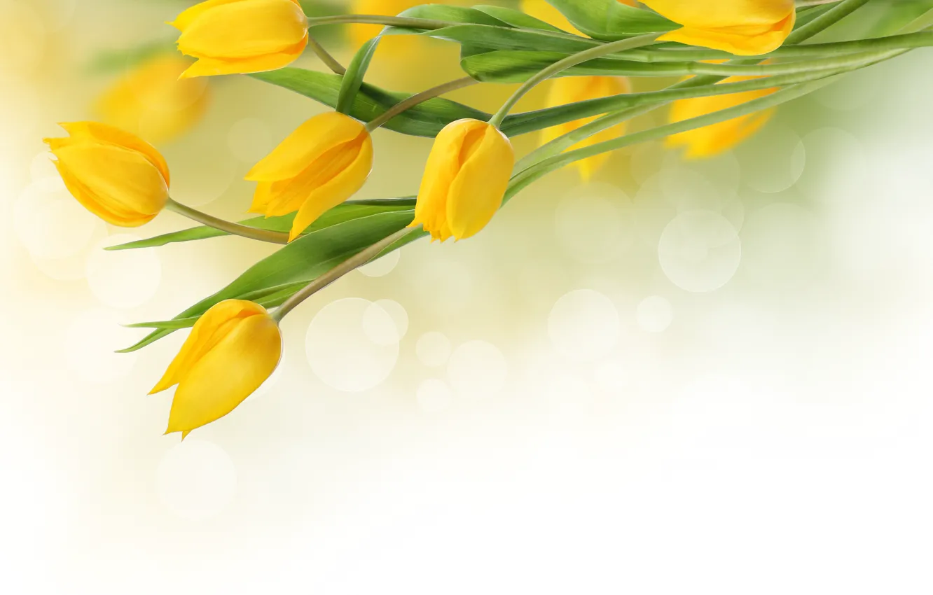 Photo wallpaper flowers, yellow, Wallpaper, bouquet, tulips