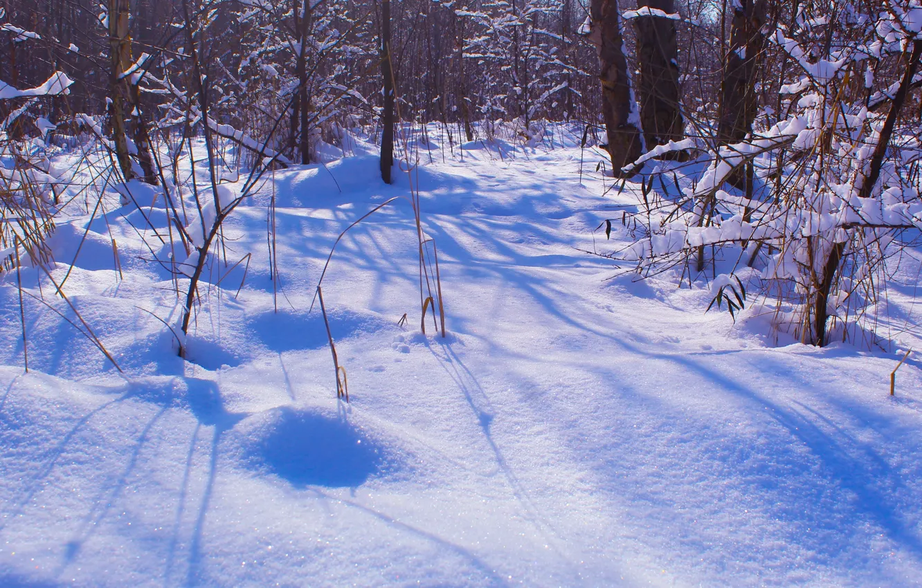 Photo wallpaper white, park, winter, snow, tree, cold