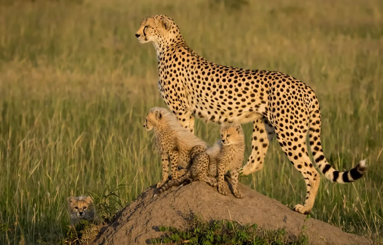 Photo wallpaper kittens, Africa, cheetahs, cubs
