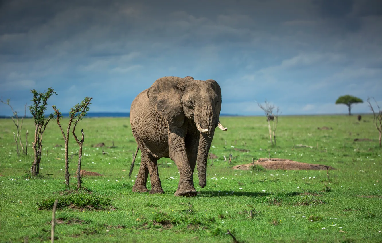 Photo wallpaper greens, the sky, grass, clouds, elephant, Africa, meadows, Kenya