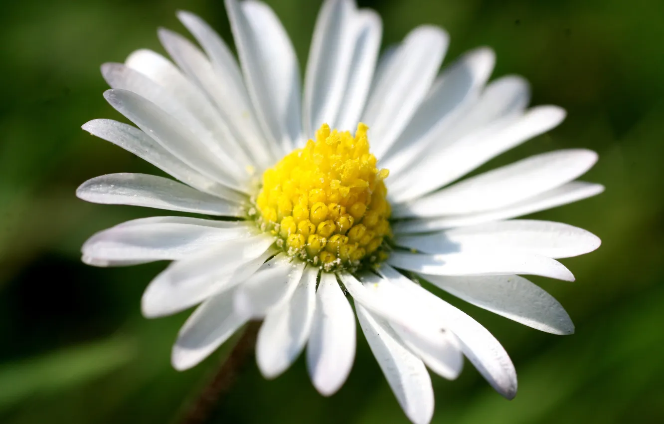 Photo wallpaper flowers, nature, plant, chamomile, spring, petals, flowering, flower