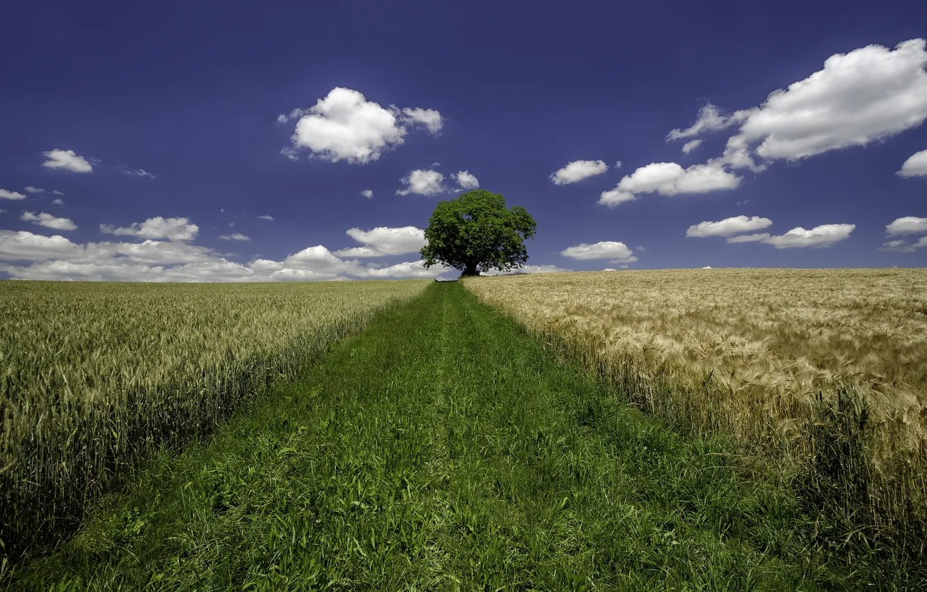 Photo wallpaper wheat, field, the sky, grass, clouds, tree, farm, wheat field