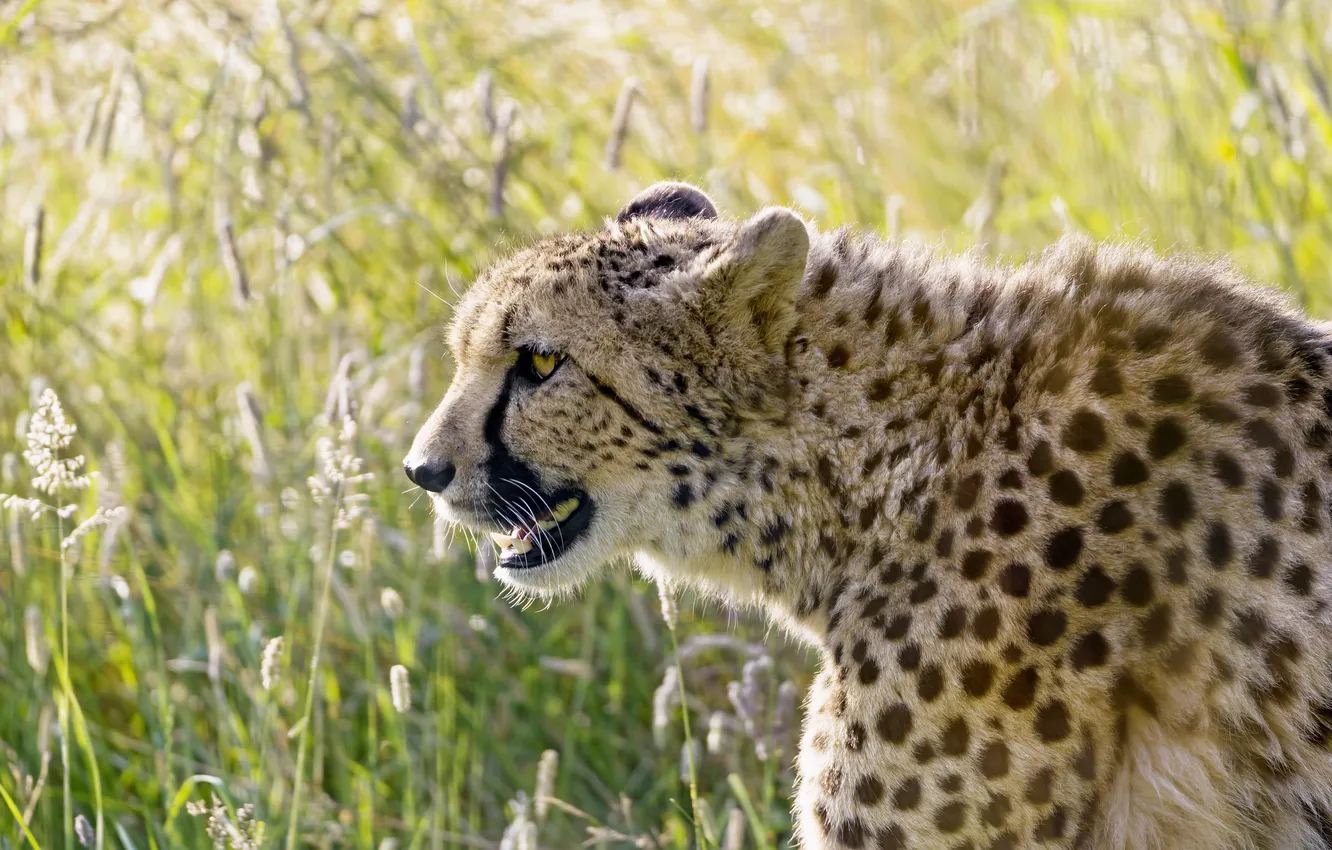 Photo wallpaper cat, Cheetah, profile, ©Tambako The Jaguar
