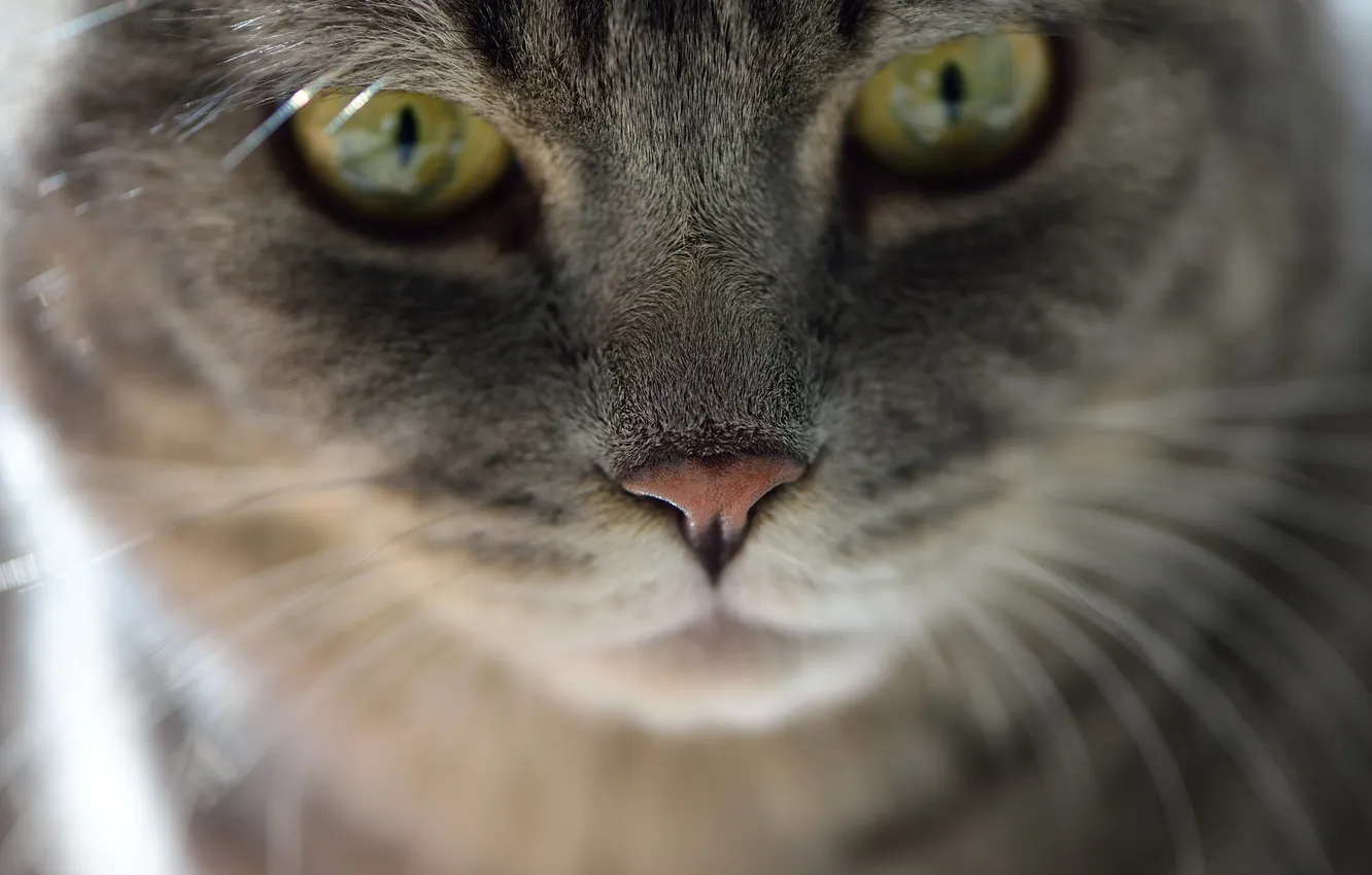 Photo wallpaper eyes, look, Koshak, Tomcat