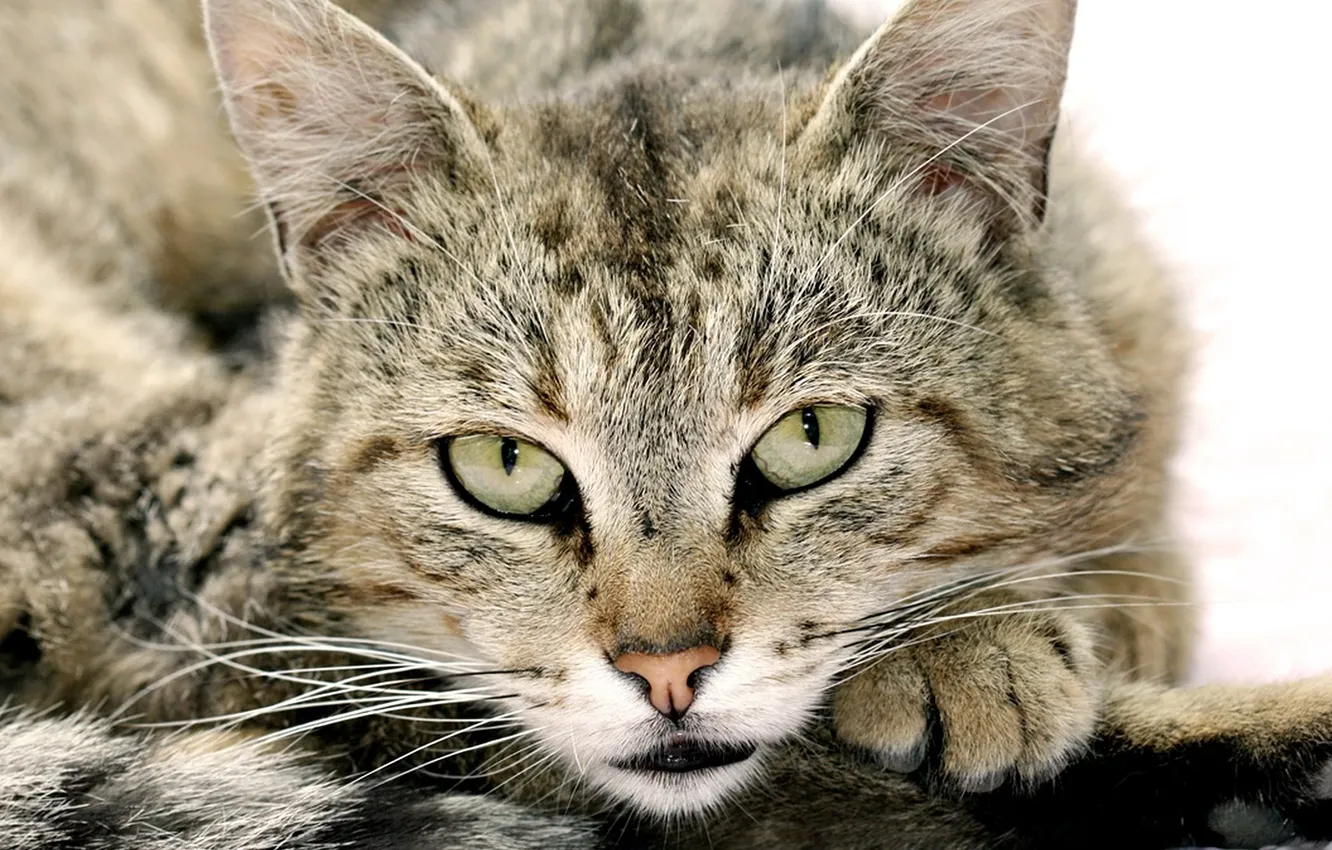 Photo wallpaper eyes, cat, mustache, look, face