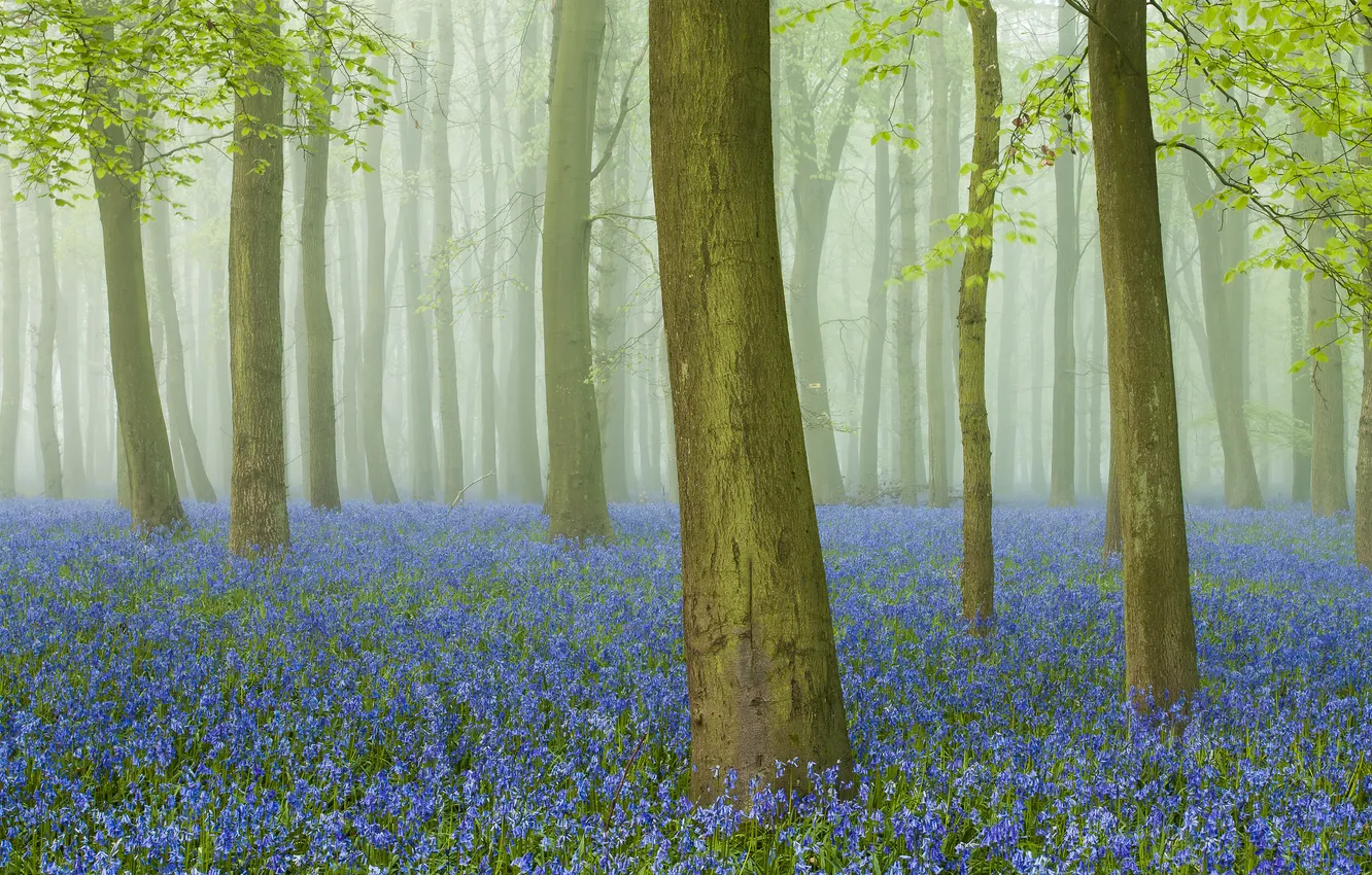 Photo wallpaper forest, grass, trees, flowers, fog, trunk