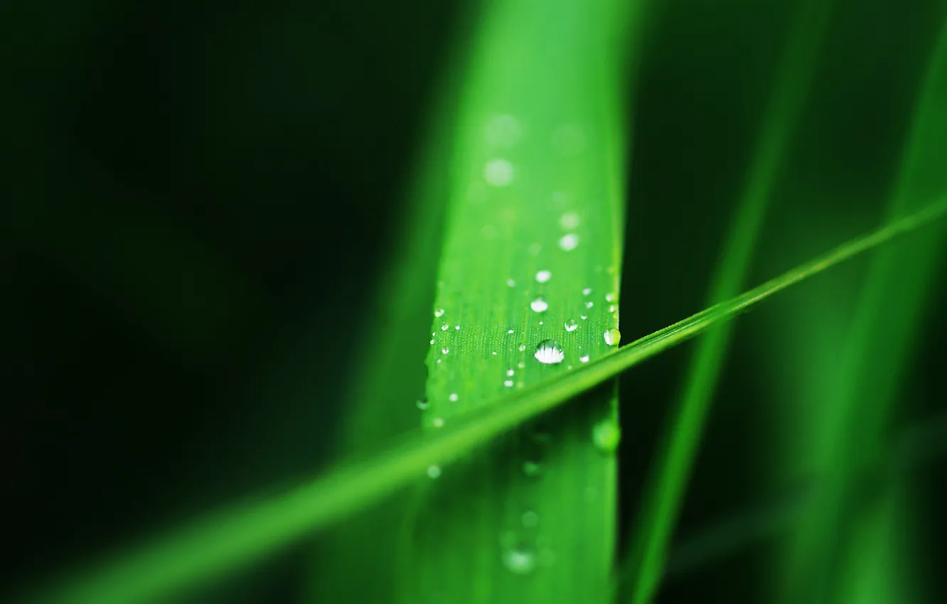 Photo wallpaper grass, water, drops, macro, green, a blade of grass