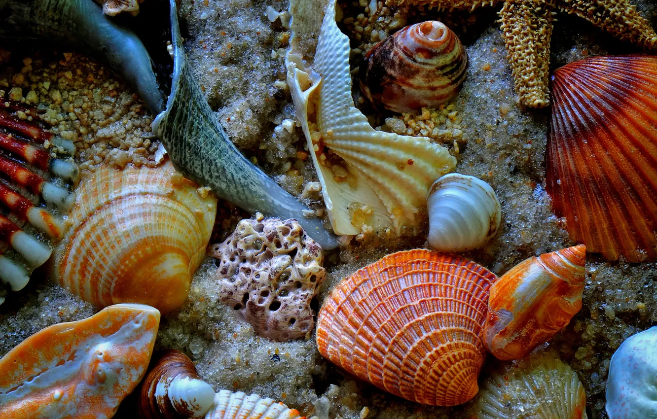 Photo wallpaper sand, sea, the bottom, sink, shell