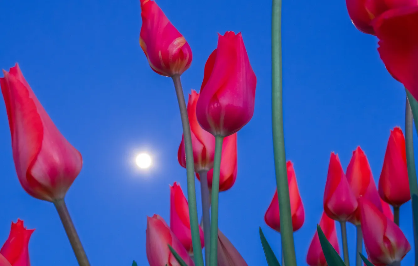 Photo wallpaper the sky, the moon, petals, stem, tulips
