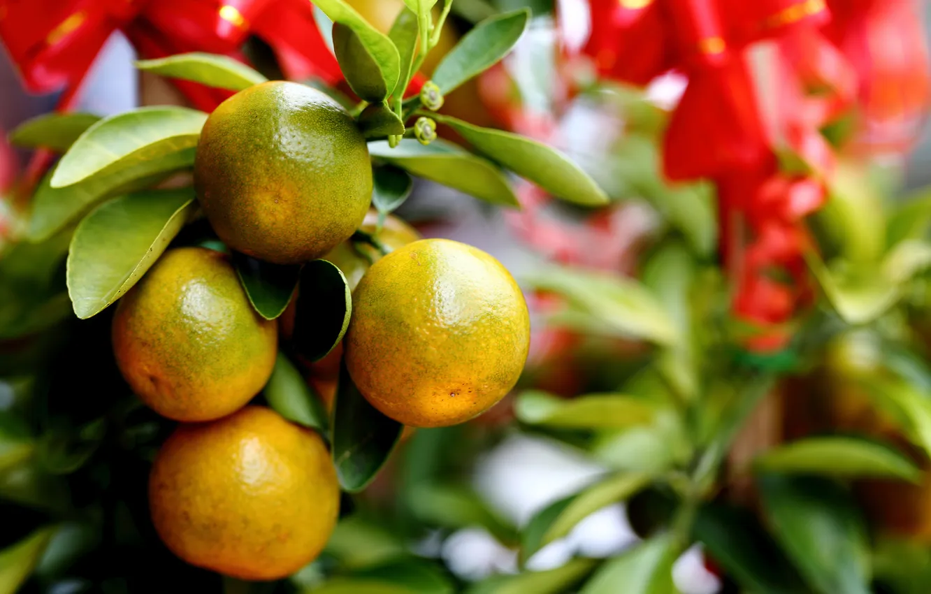 Photo wallpaper trees, nature, citrus, tangerines
