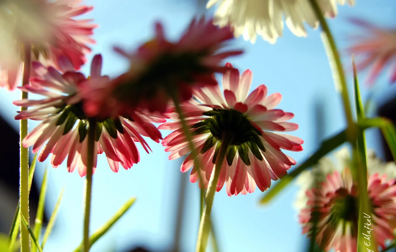 Photo wallpaper flowers, photo, Wallpaper, plant, petals, stem, flowers