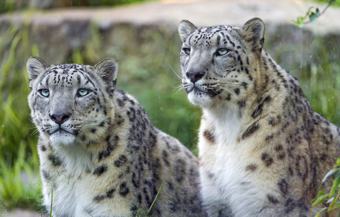 Photo wallpaper cat, look, pair, IRBIS, snow leopard, ©Tambako The Jaguar