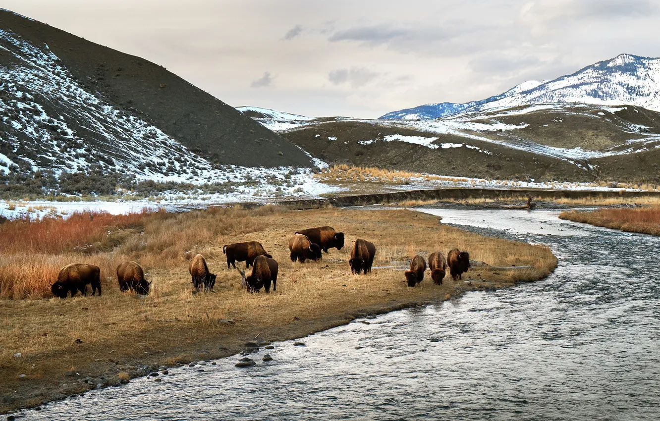Photo wallpaper Yellowstone National Park, Bison, Yellowstone River
