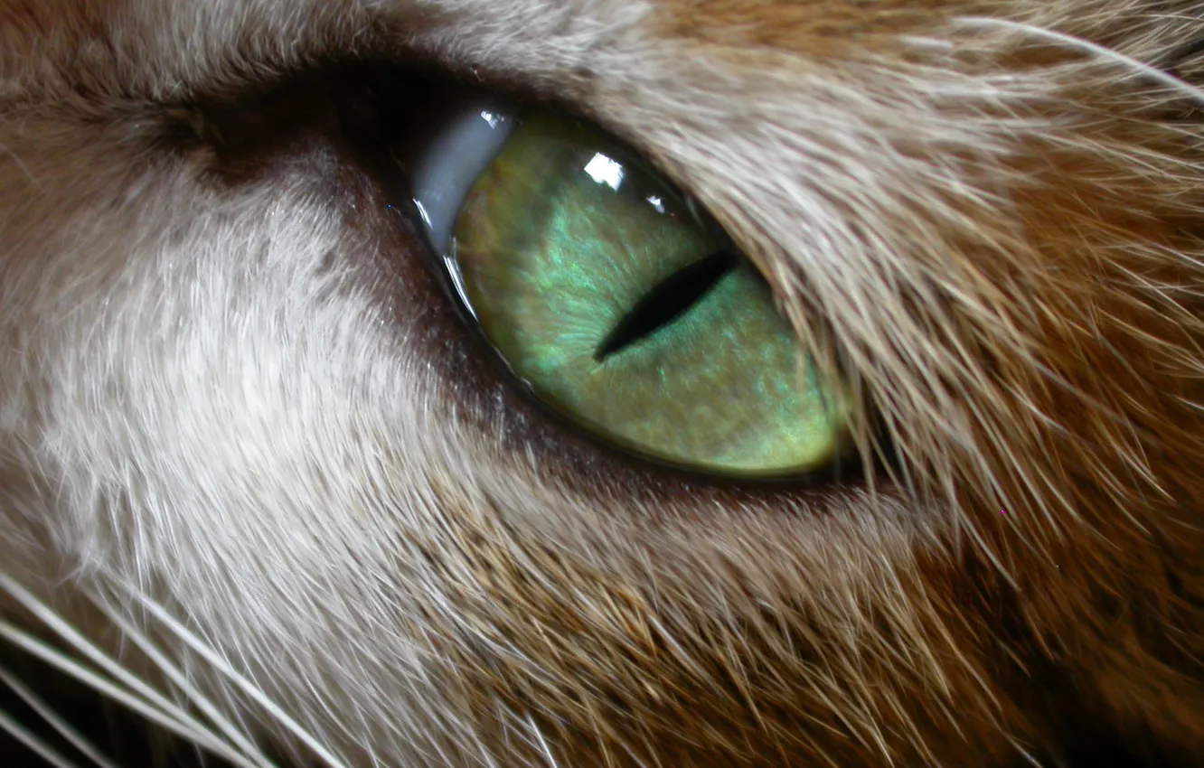 Photo wallpaper mustache, green, animal, cat's eye