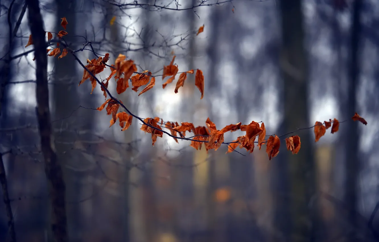 Photo wallpaper leaves, trees, branches