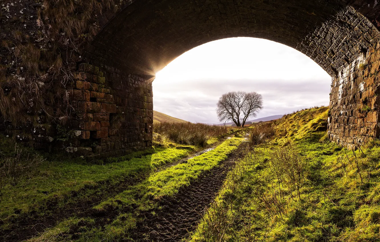 Photo wallpaper road, trees, the tunnel