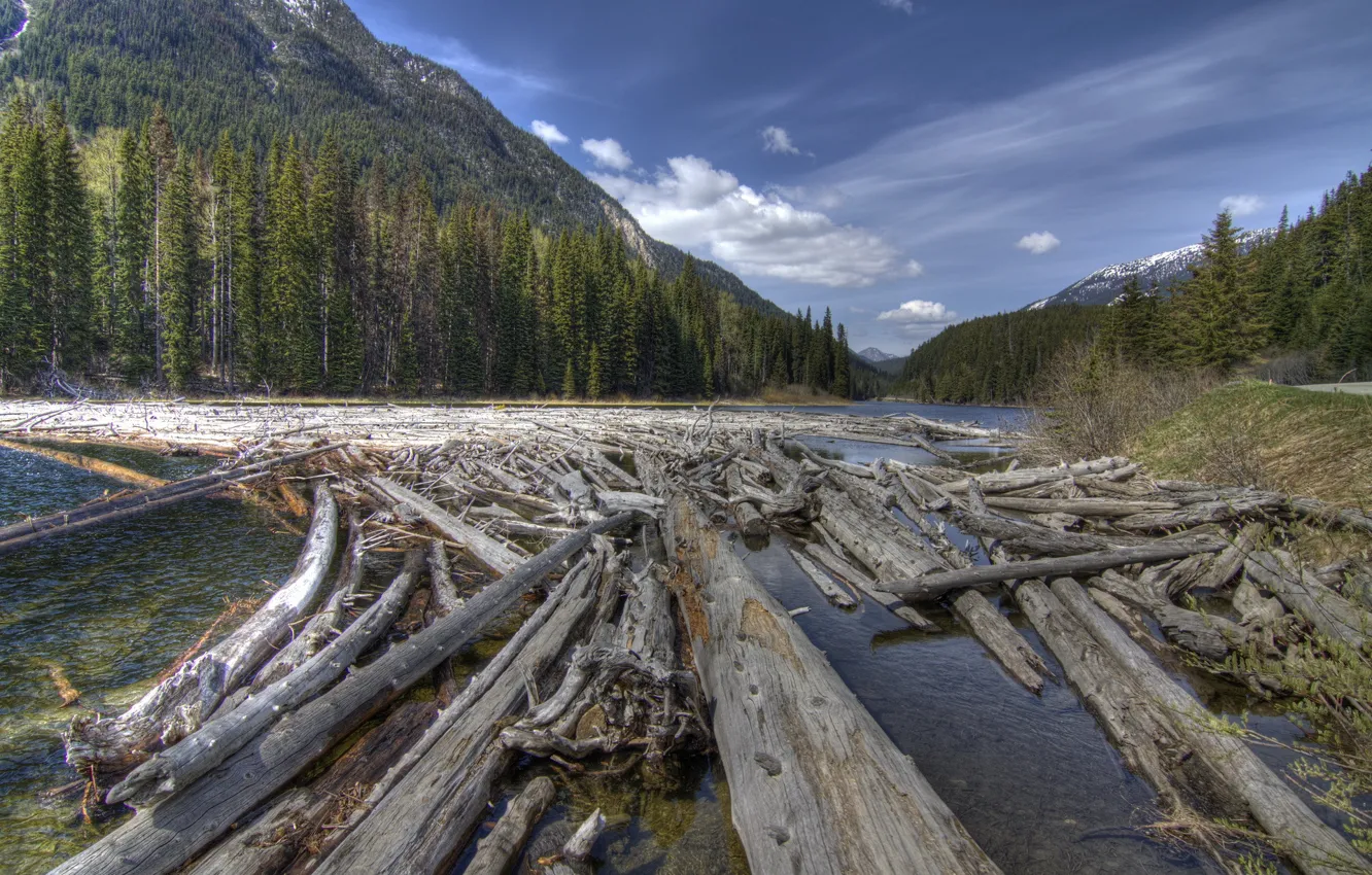 Photo wallpaper forest, mountains, river, logs