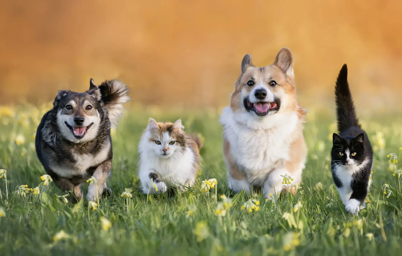 Photo wallpaper field, language, cat, dogs, cat, look, cats, flowers